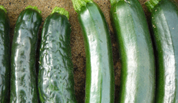 Cucurbit resources